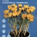crocus chrysanthus Goldilocks.jpg